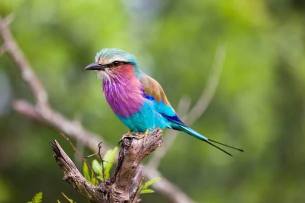 istock Closeup shot of the Lilac-breasted Roller perched on a tree branch 1428364353