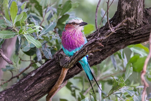 A closeup shot of the Lilac-breasted Roller perched on a tree branch