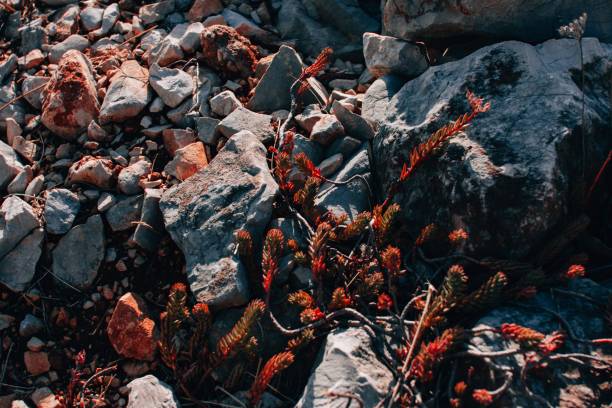A closeup shot of red grass and rocks