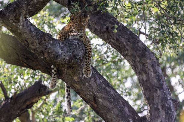 istock View of the leopard on a tree branch 1428364459