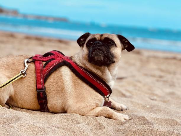 istock Dog pug breed on a leash on the beach 1428364652