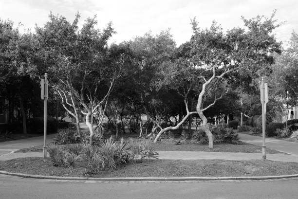 istock Black and white park with tall trees 1428364668