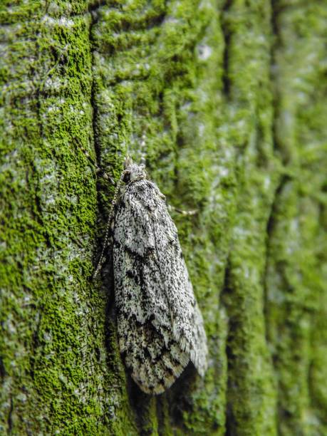 A macro shot of a gray moth on a mossy surface in vertical