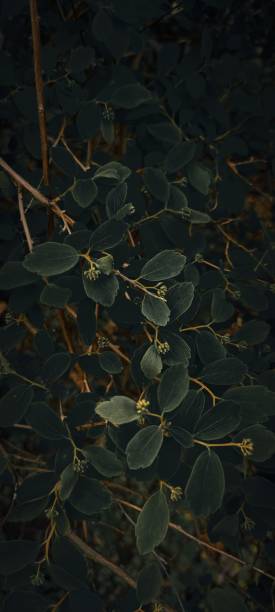 istock Vertical shot of dark exotic plant leaves 1428365021