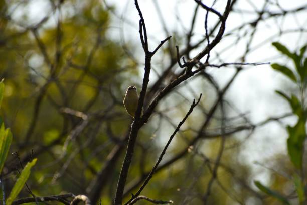 istock Close-up shot of a leaf warbler on a branch 1428365222