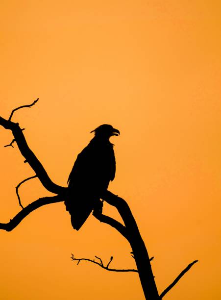 istock Black silhouette perched on a tree branch on orange background 1428365398