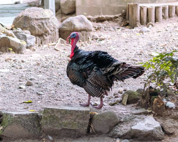 istock Closeup of a turkey walking outdoors on a farm 1428365991