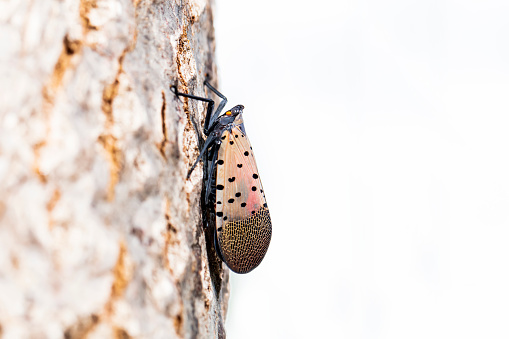 Lycorma delicatula, Vertical image of fourth-instar stage of spotted lanternfly, Lycorma delicatula is a planthopper and infesting