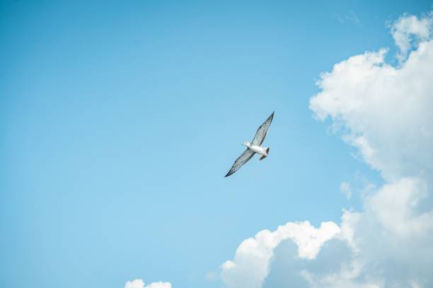 istock Little tern flying in the sky 1428366761