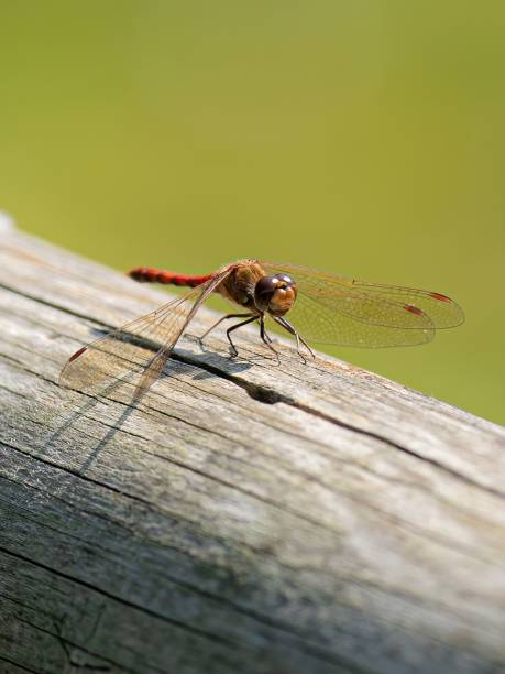 istock Vertical macro of a meadow hawk on wood 1428366814