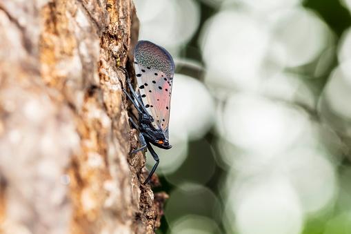 Lycorma delicatula, Vertical image of fourth-instar stage of spotted lanternfly, Lycorma delicatula is a planthopper and infesting