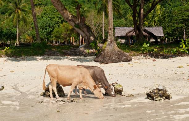 istock Beautiful shot of two cows drinking on a sandy area 1428367298