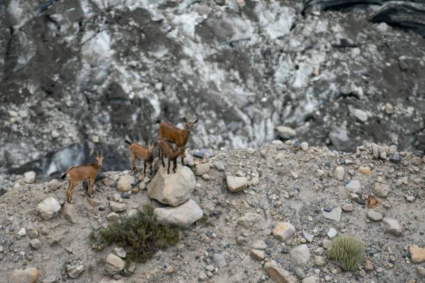High angle shot of wild goats at Passu Glacier, Karakoram Highway, Pakistan A high angle shot of wild goats at Passu Glacier, Karakoram Highway, Pakistan karakoram highway stock pictures, royalty-free photos & images