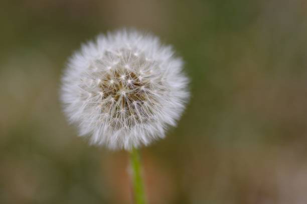 istock Selective focus shot of white fluffy dandelion 1428367955