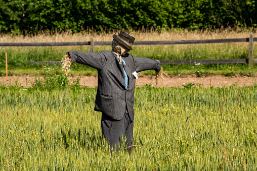 Summertime scarecrow in meadow