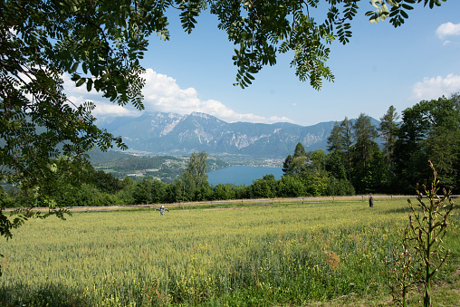 Meadow in summer , Trentino , Italy