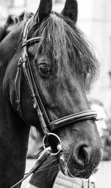istock Greyscale shot of a horses head 1428372446