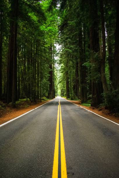 istock Asphalt road in the middle of tall trees 1428372481