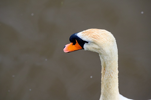 A closeup of the face of a white mute swan