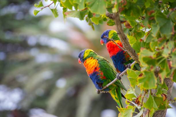 istock Closeup of coconut lorikeets (Trichoglossus haematodus) on a thin branch against blurred background 1428374238