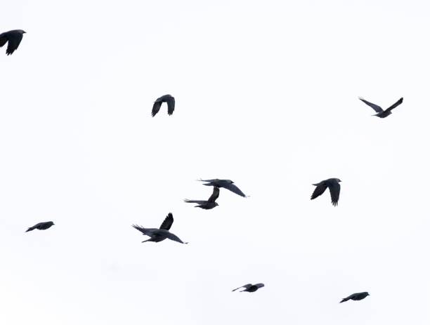 istock Flock of jackdaws flying in the sky. 1428374301
