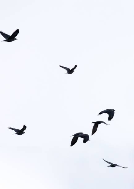 istock Flock of jackdaws flying in the sky. 1428374302