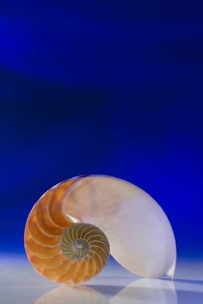istock Vertical closeup of the nautilus half-shell on a blue background. 1428374303