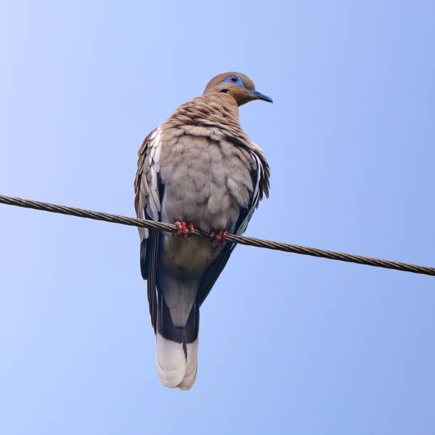 istock Low angle shot of a gray pigeon perched on a wire on a blue sky background 1428374685