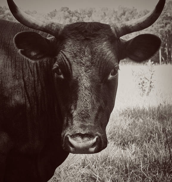 istock Longhorn steers cattle 1428374755