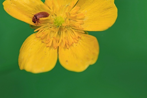 A selective focus shot of a small insect on a yellow flower