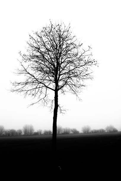 istock Vertical grayscale shot of a single leafless tree silhouette against the misty sky 1428375626