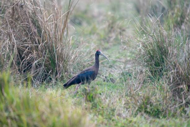 istock Red-naped ibis, Pseudibis papillosa walking in a meadow. 1428376976