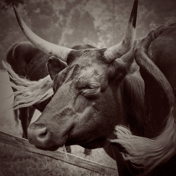 istock Longhorn steers cattle 1428376985
