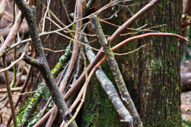 istock Cut tree brunches on the ground in the forest 1428379482