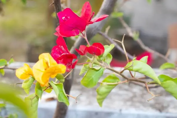 A closeup of paperflowers and their leaves