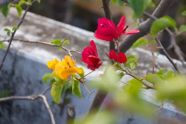 A closeup of paperflowers and their leaves