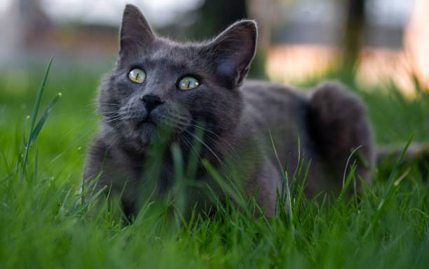 closeup of adorable black chartreux cat looking up while resting in green grass - 傳教士藍貓 個照片及圖片檔