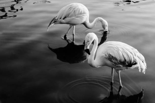 istock Nature - Black and white flamingos 1428381325