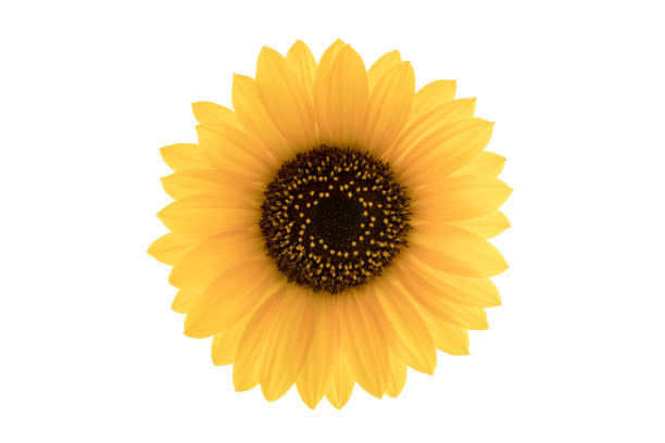 istock Sunflower bloom isolated on white background with clipping path 1428381342