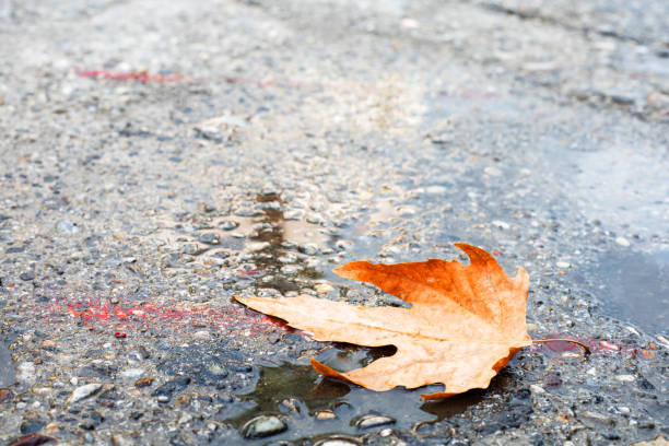 istock yellow maple leaf in autumn on wet black asphalt road, copy space 1428381631