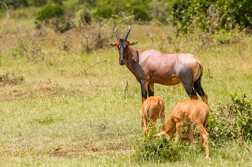 Topi Antelope and Topi Calfs