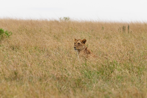 Photo of a lioness hinting at the Maasai Mara National Reserve in Kenya, Africa.