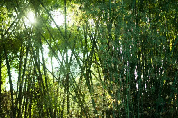 Green bamboo nature backgrounds