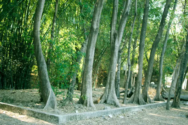 Natural trees in the springtime