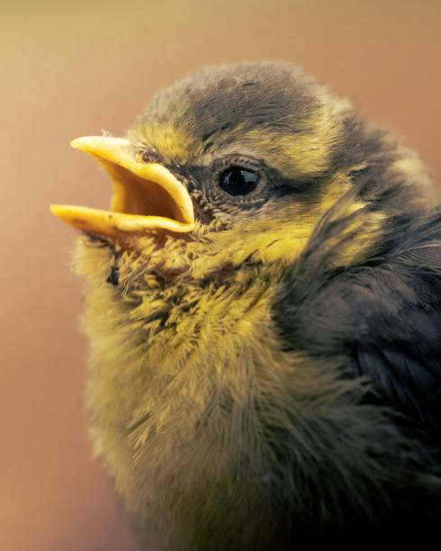 scared great tit bird chick with open beak peeping in fear