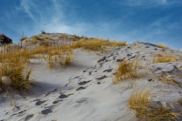 sand dunes with grass on the way to the sea beach