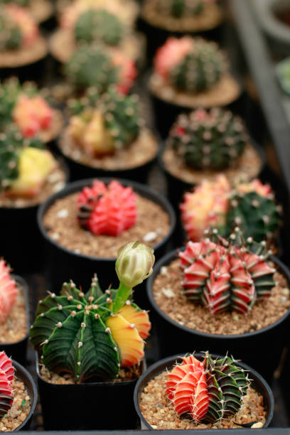 istock Gymnocalycium mihanovichii also known as moon cactus 1428393398