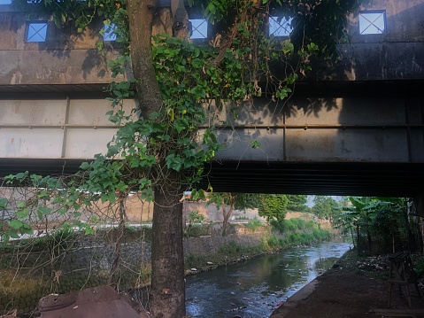 Tree below the bridge
