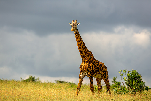 Giraffe at Wild