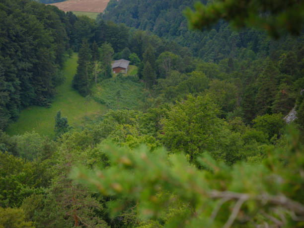 istock Green european forest landscape 1428397504